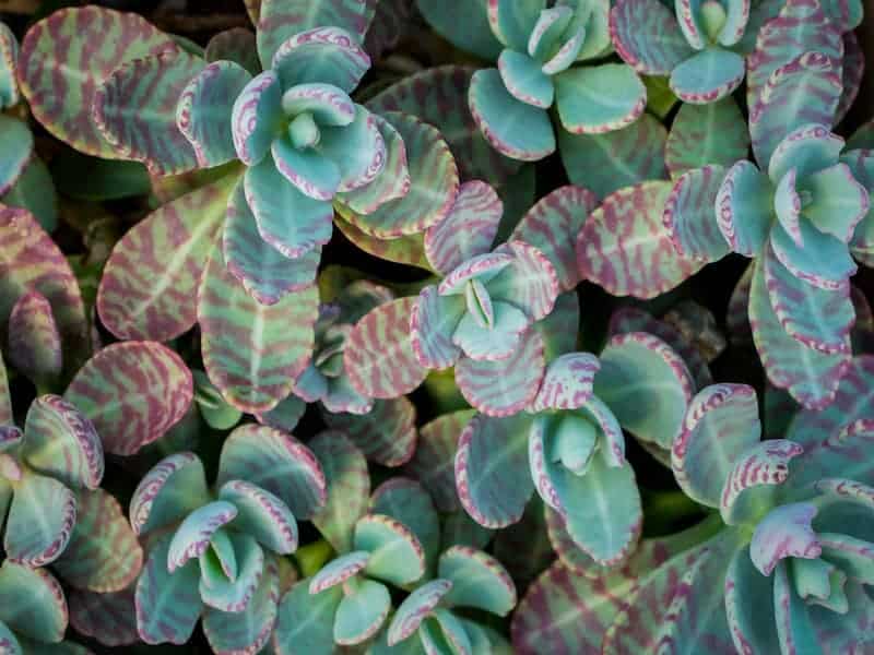 Kalanchoe Humilis Succulent top view.