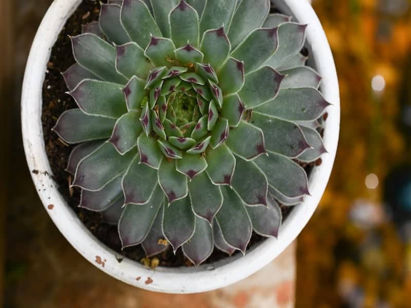 Agave parryi truncata in a white pot.