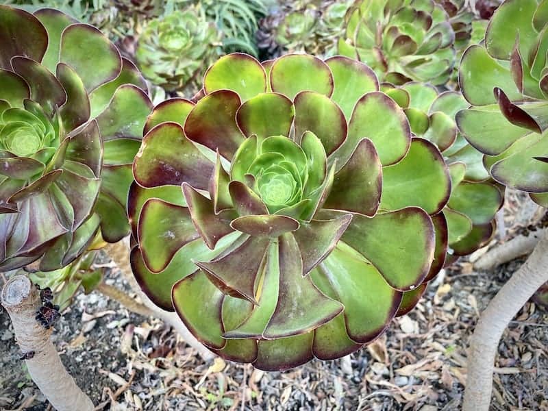 Aeonium Urbicum Succulent (Saucer Plant) Ultimate Guide