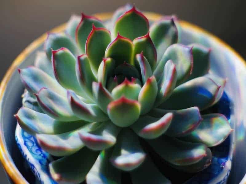 Agave parryi truncata in a pot close-up.