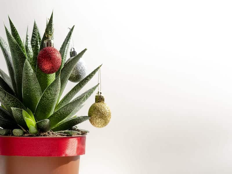 Succulent Christmas Tree – A Guide