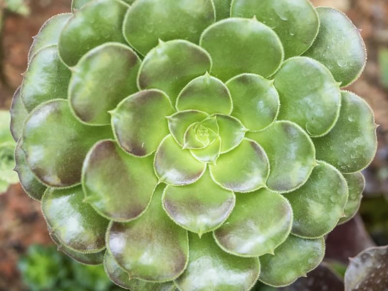 Aeonium Urbicum Succulent close-up.