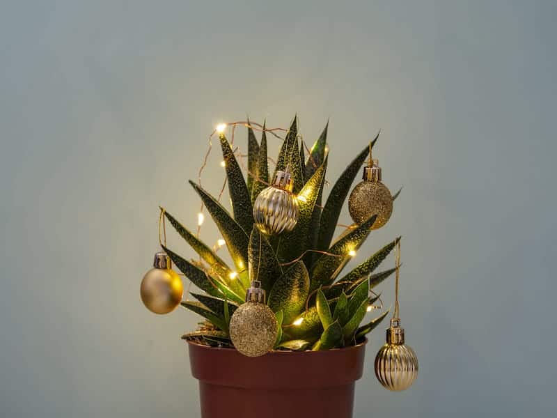 Succulent Christmas in a pot.