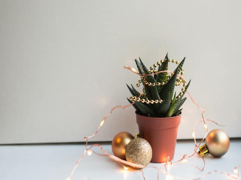 Succulent Christmas in a pot.