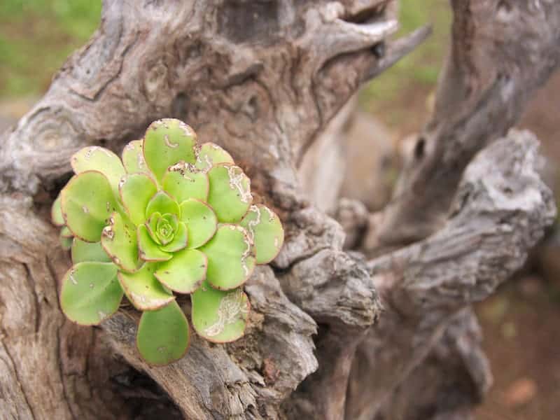 Aeonium Urbicum Succulent outdoor.