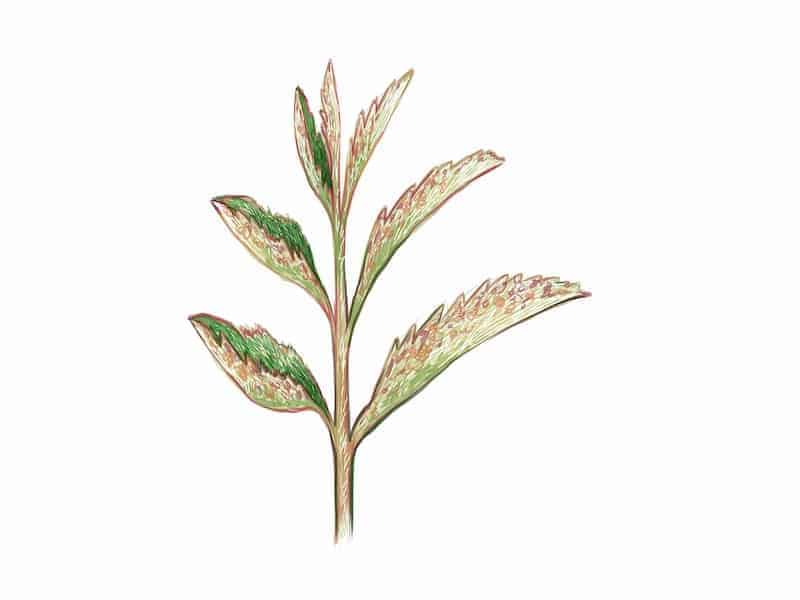 Kalanchoe Humilis Succulent – A Care Guide