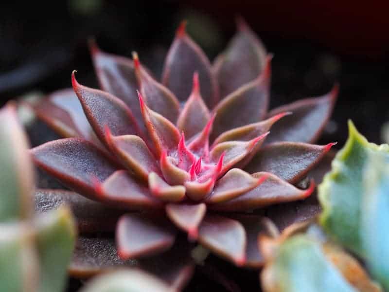 Crassula Platyphylla Succulent (Crassula Burgundy) – A Care Guide