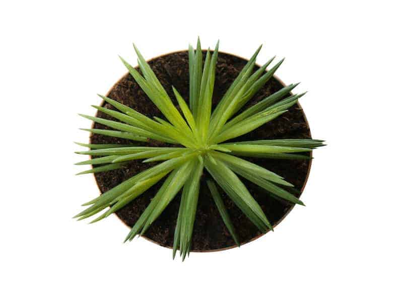 Succulent Bush Senecio in a pot.