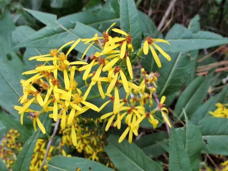 Succulent Bush Senecio outdoor blooming.