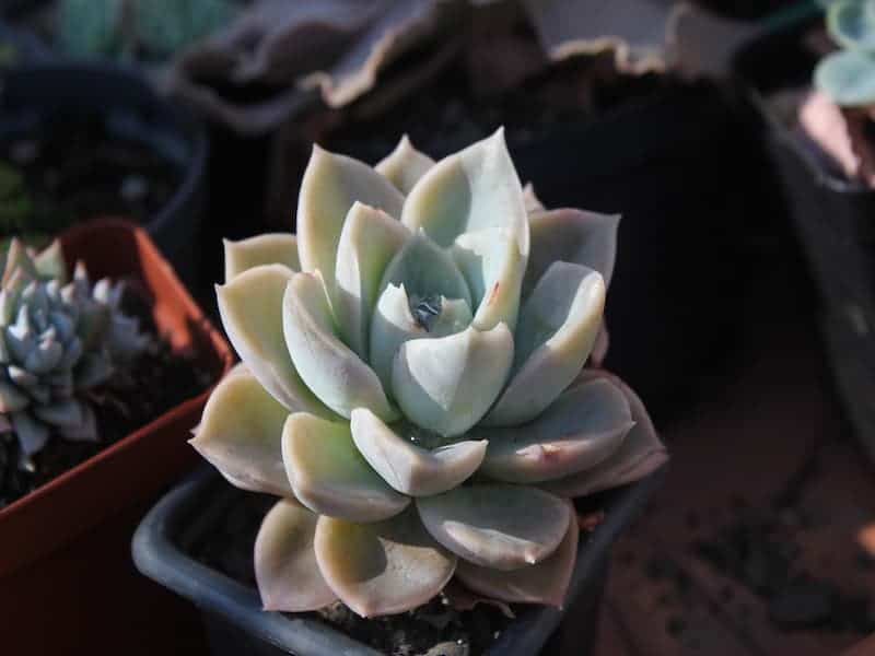 Agave parryi truncata in a small black pot.