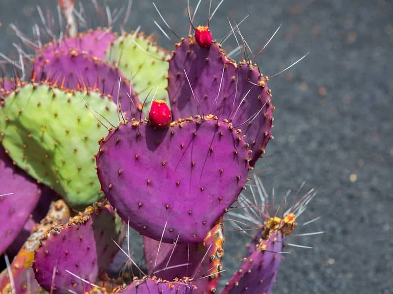 Opuntia