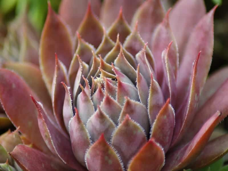 Crassula Burgundy succulent close-up.