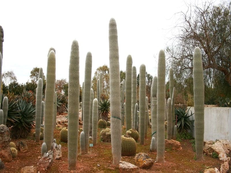 Big and tall Cephalocereus senilis outdoor.