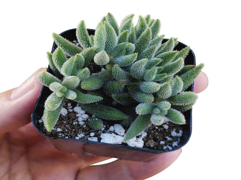 Hand holding Crassula Mesembryanthemoides in a pot.