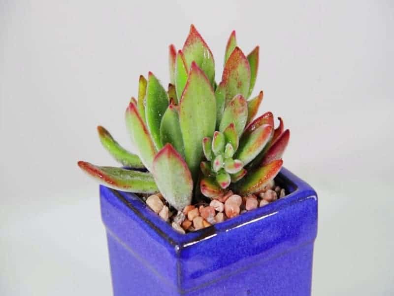 Echeveria harmsii in a purple pot.