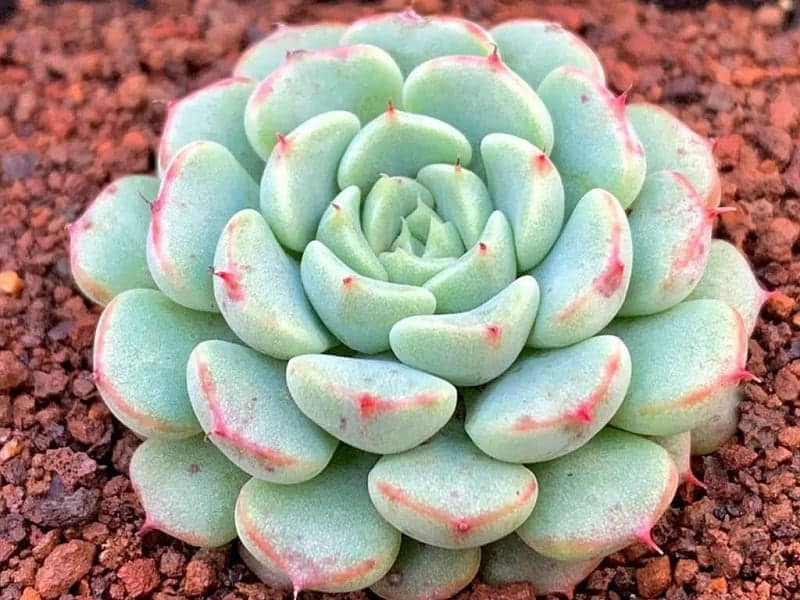 Echeveria minima in a well-drained soil.