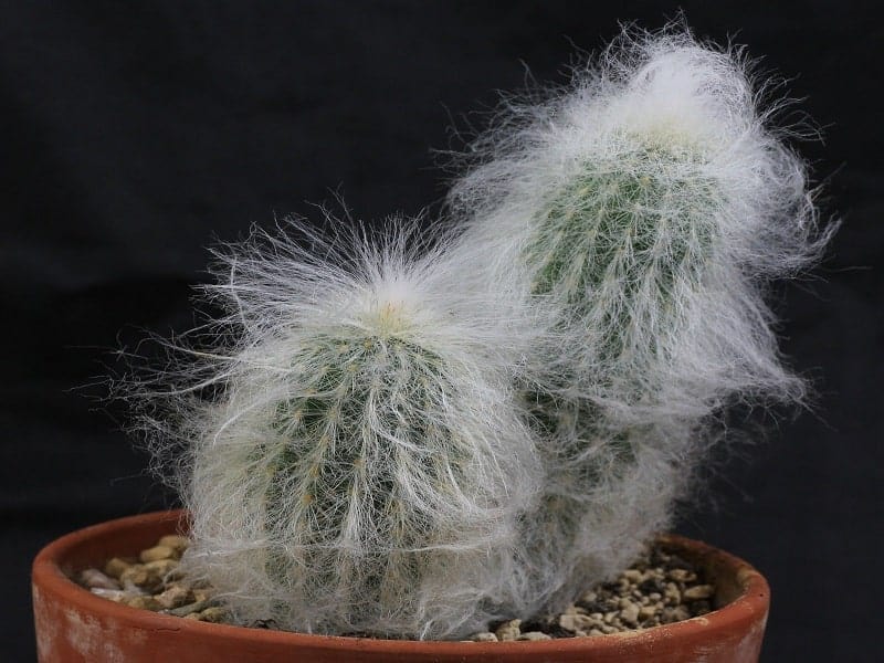 Cephalocereus senilis in a brown pot.