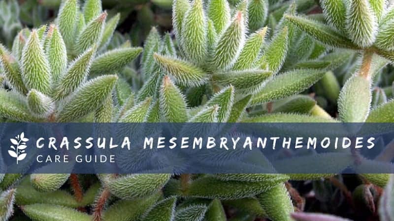 Crassula Mesembryanthemoides – A Care Guide