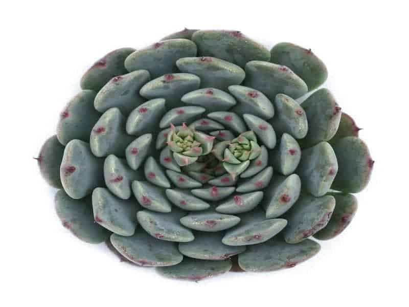 Echeveria minima on a white background.