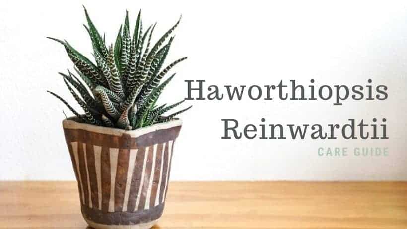Haworthia Reinwardtii – A Care Guide