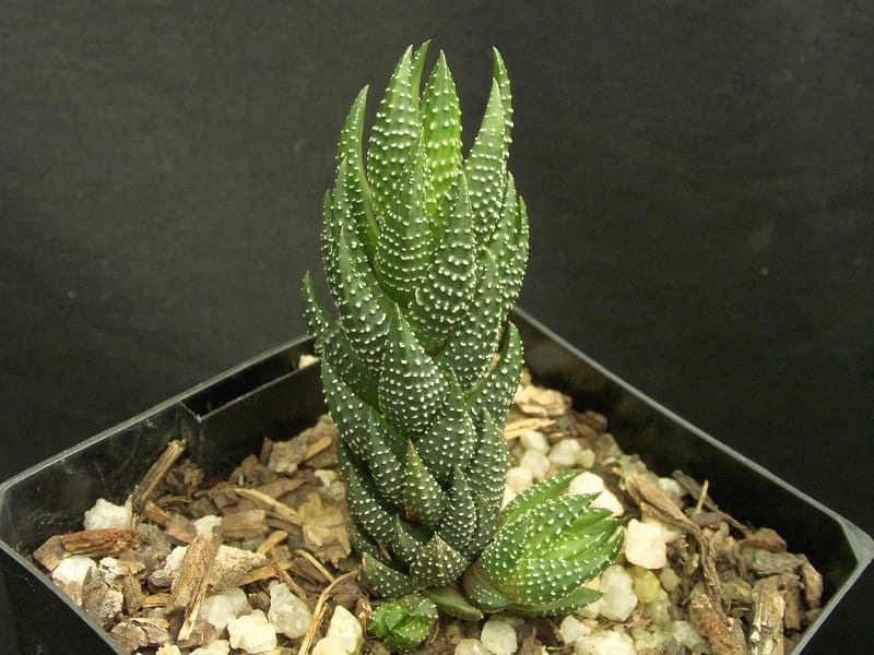 Haworthiopsis reinwardtii in a black pot.