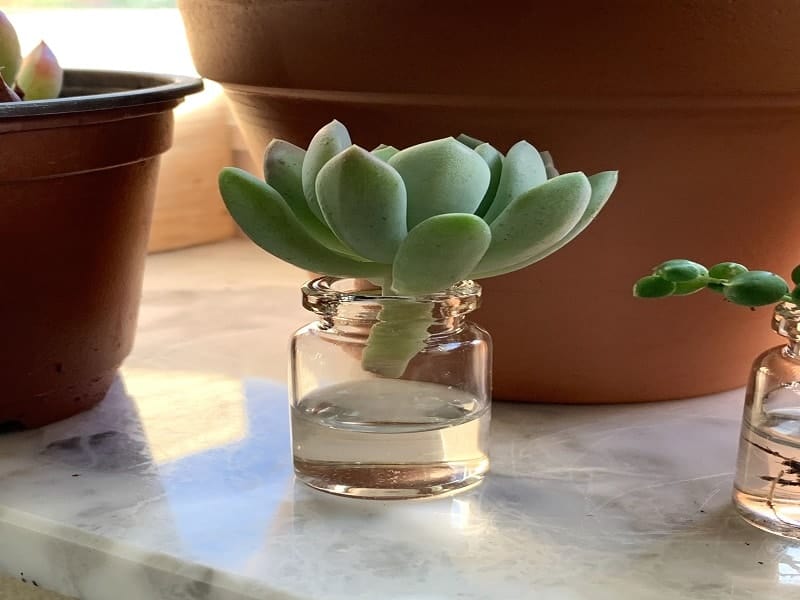 Pachyveria cutting in a glass jar with water.