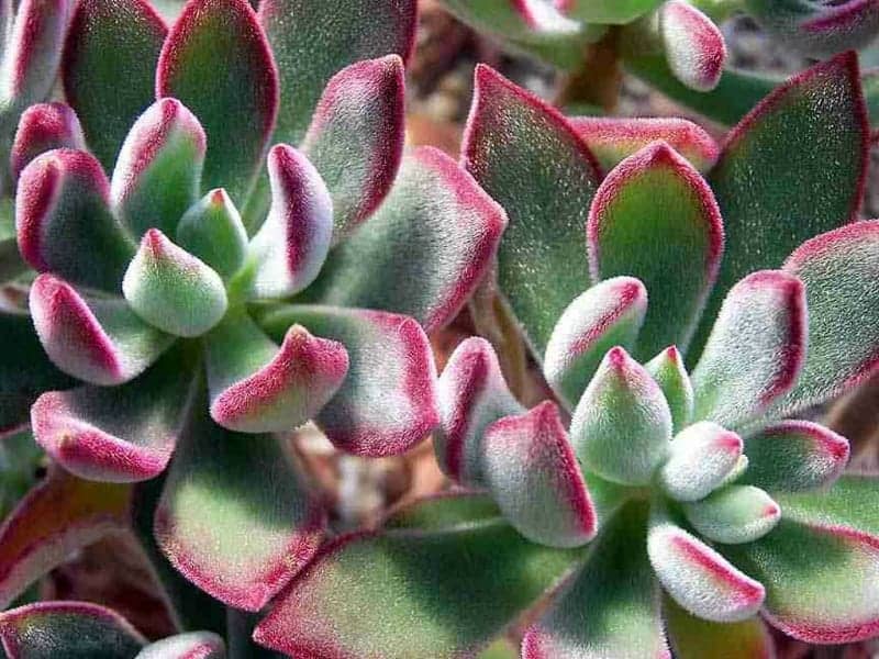 Echeveria harmsii  succulnt close-up.