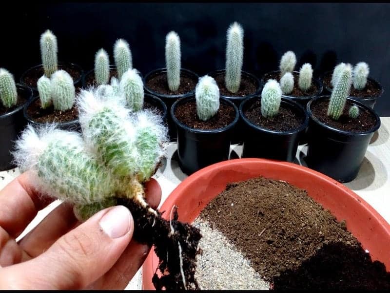 Propagating Cephalocereus senilis.