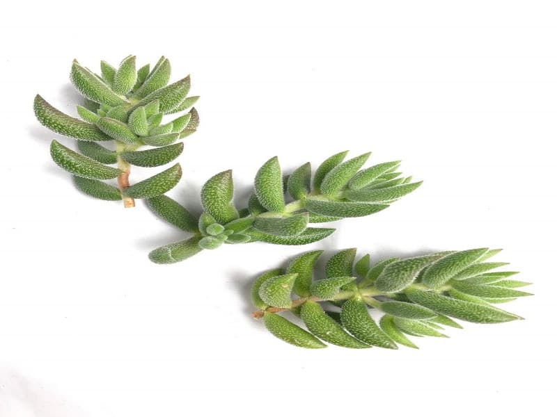 Crassula Mesembryanthemoides succulent cutting on a white background.