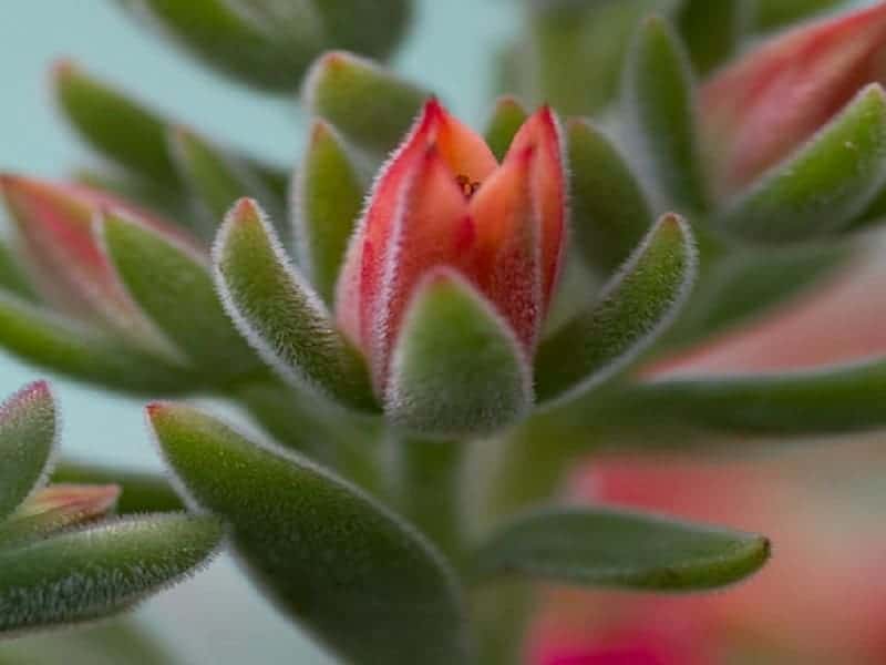 Echeveria harmsii flower close-up.