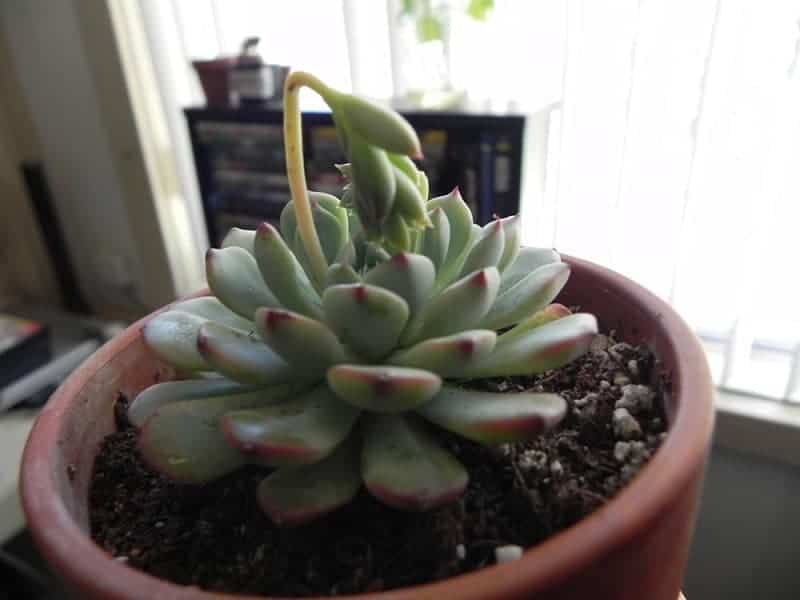 Echeveria minima in a brown pot.