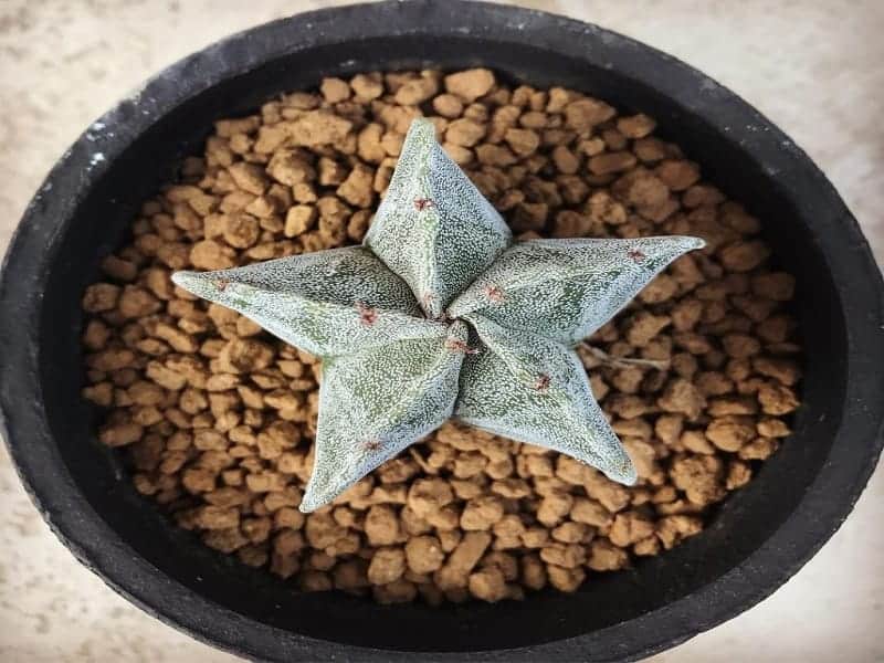 Star cactus in a black pot top view.