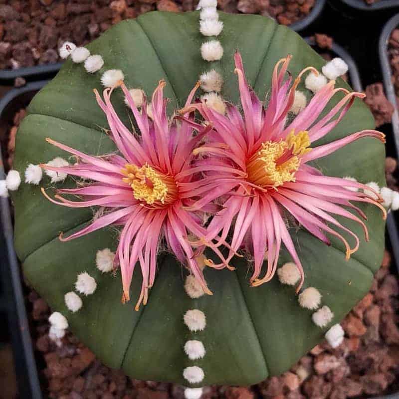 Blooming start cactus in a pot.