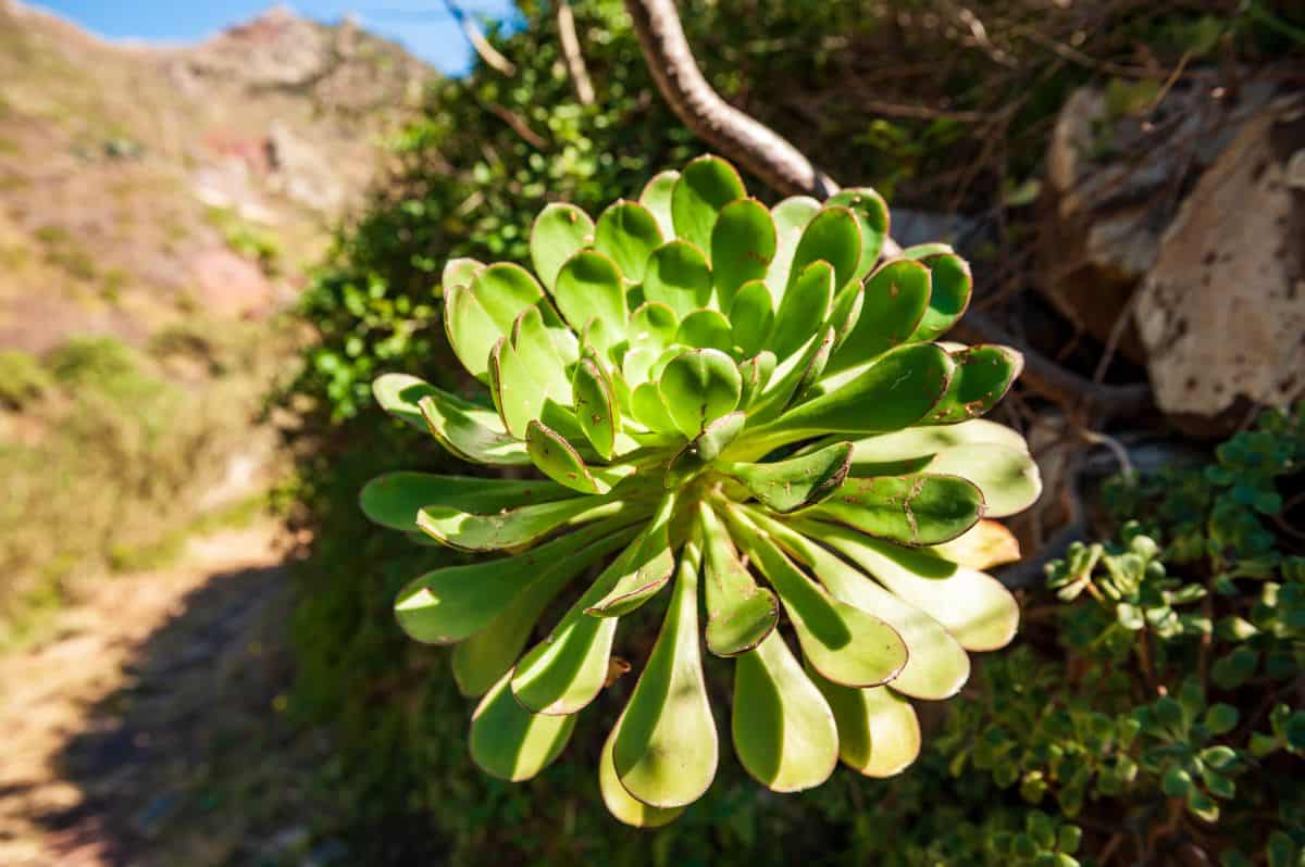 Aeonium urbicum succulent on sunny day.