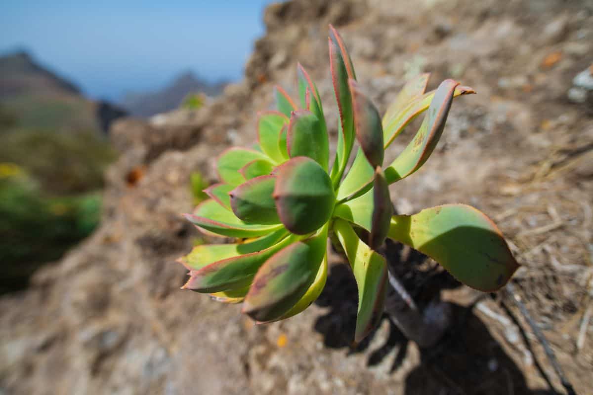 Aeonium urbicum on sunny day close-up.