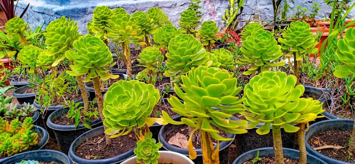 Aeonium urbicum succulents in a pots.