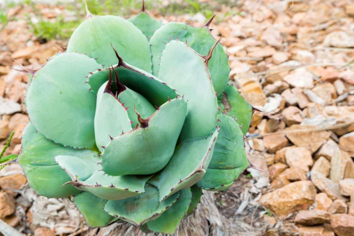 Agave Parryi Truncata outdoor close-up.