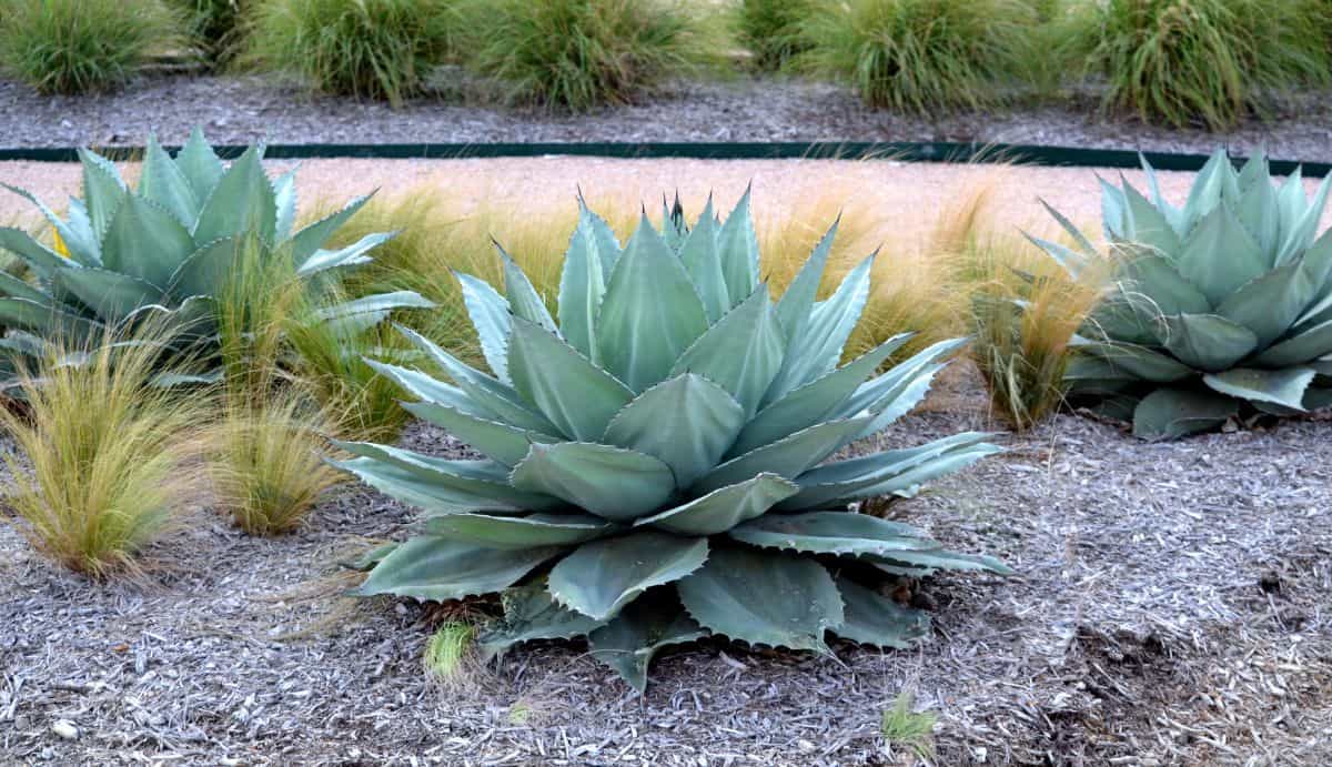 Agave Parryi Truncata at and outdoor gaden.