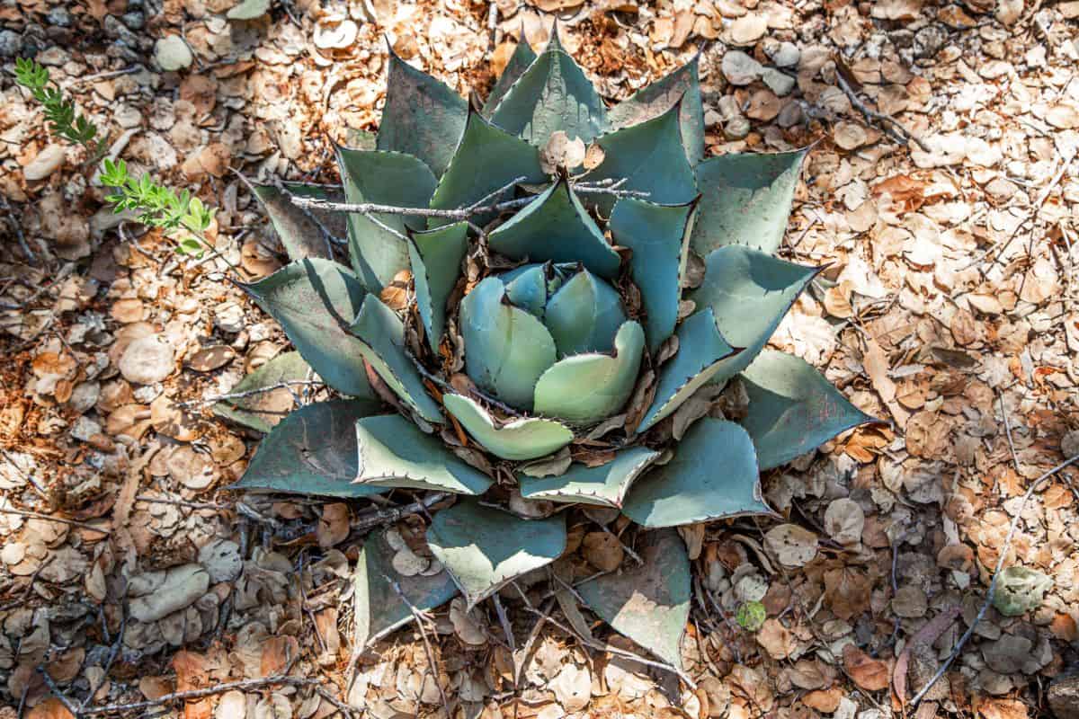 Agave Parryi Truncata outdoor close-up.