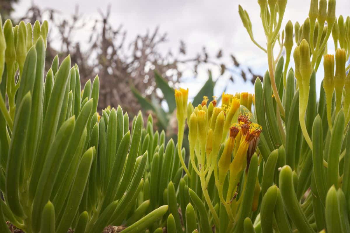 Blooming Senecio Barbertonicus outdoor.