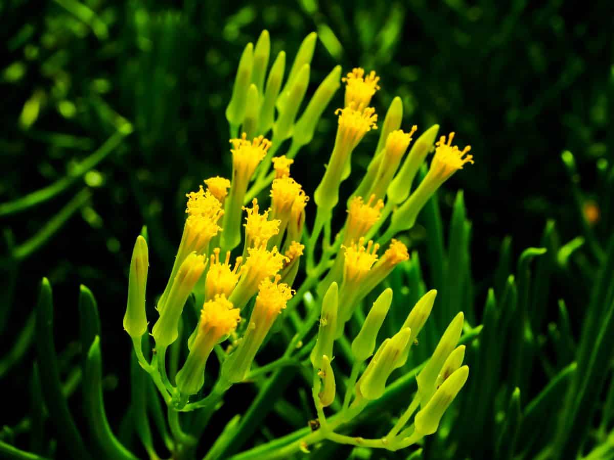 BLooming Senecio Barbertonicus close-up.