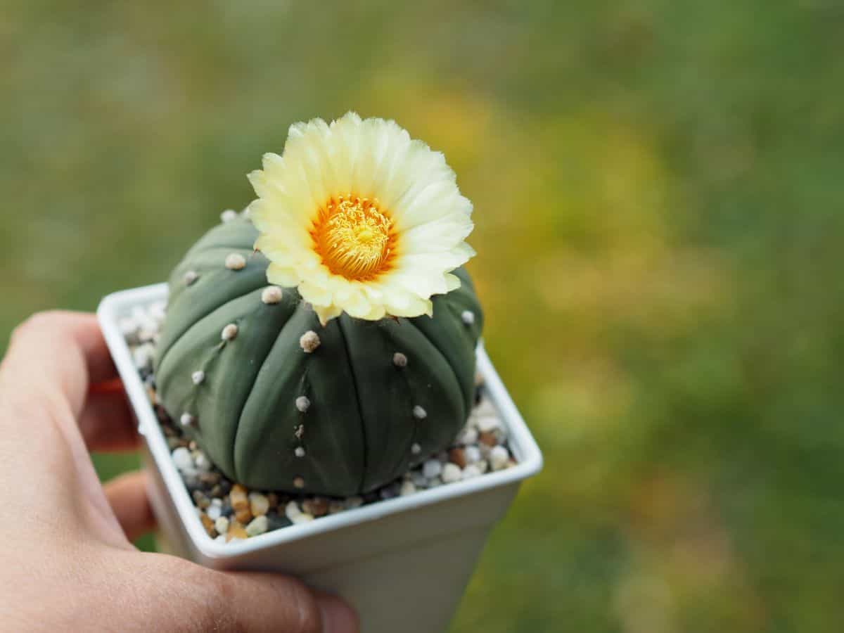 Hand holding Blooming start cactus in a pot.