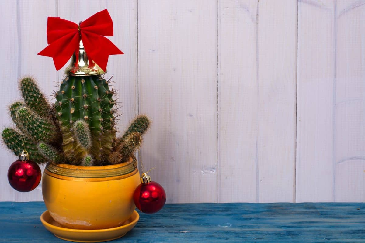 Cactus in a pot as christmas tree.