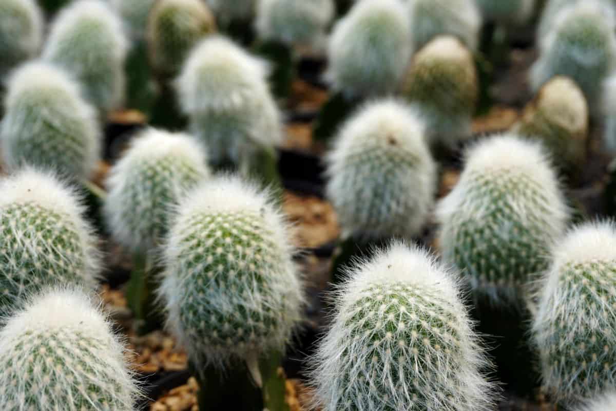 Cephalocereus senilis in a black pots.