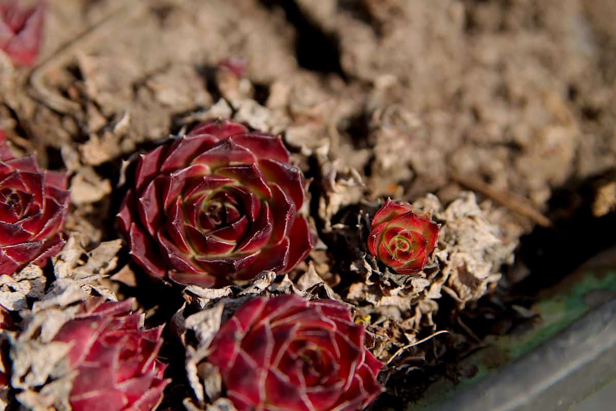 Beatiful Crassula Burgundy in soil.