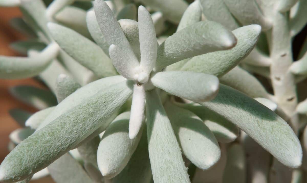 Crassula Mesembryanthemoides succulent close-up.