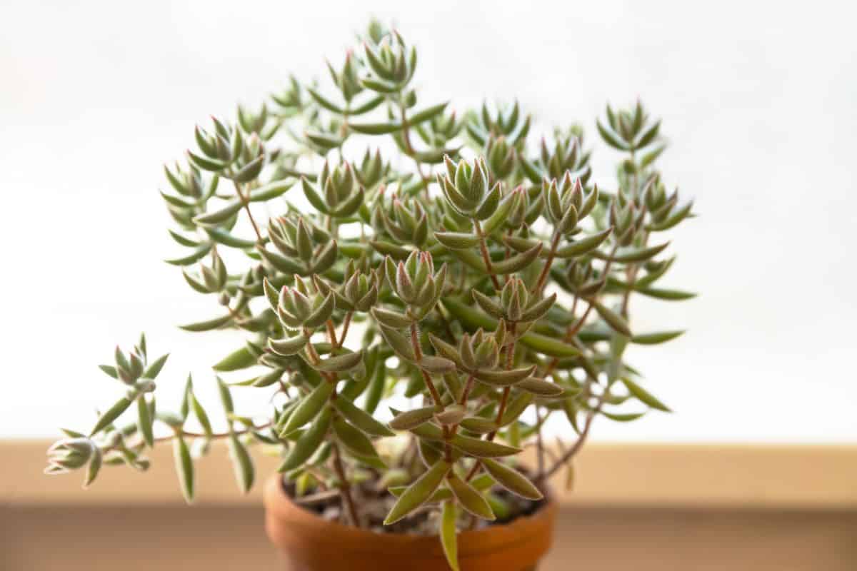 Crassula Mesembryanthemoides in a pot.