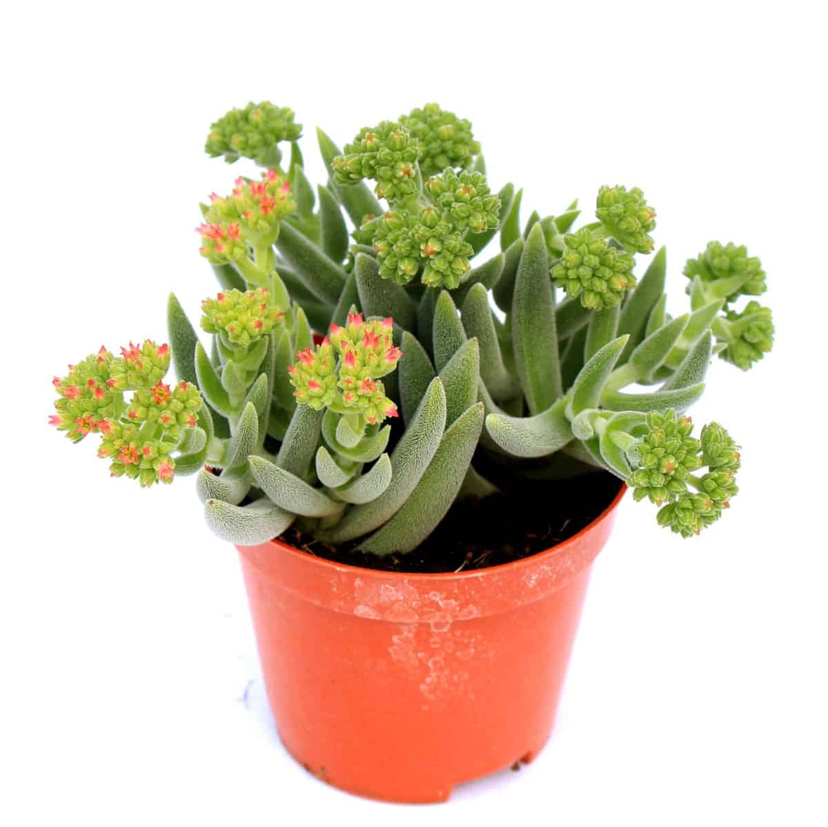Blooming Crassula Mesembryanthemoides in a red pot.