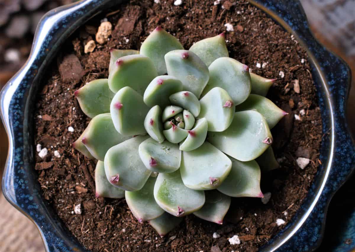 Echeveria coloraa in a black pot top view.