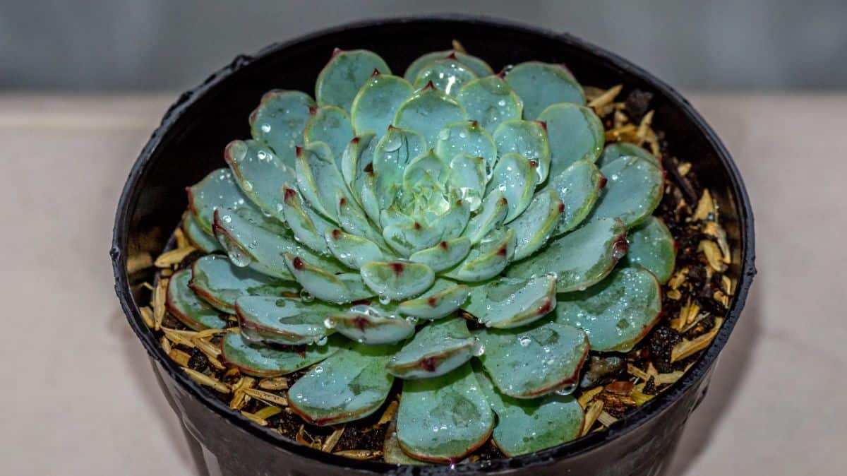 Echeveria colorata in a black pot.